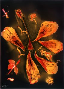 Amparo Castillo _ lumen 004 A